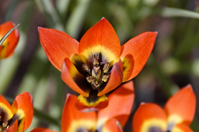 Jardin des Impressionnistes-017